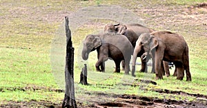 Elephant gang in a green forest.