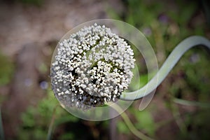 Elephant garlic flower head on curving stem