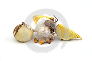 Elephant garlic garlic bulb, corms and cloves