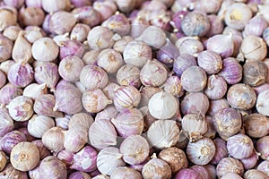 Elephant garlic meat, fresh garlic in the market table. Close-up photo. Vitamins, healthy food, spices. Image of spicy cooking