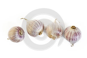 Elephant garlic on white background