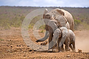 Elephant Generations