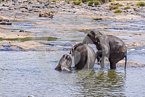 An elephant gets friendly with a possible mate in the Maha Oya river at Pinnawala, Sri Lanka, Asia