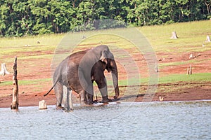 Elephant getting out of water