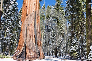 The elephant Giant Sequoia tree photo