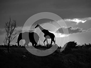 Elephant and Giraffe Silhouette in Africa