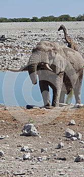 Elephant and giraffe on the water hole in Africa