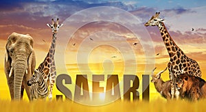 Elephant, giraffes, zebra and lion on the savannah at sunset.