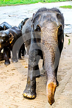 An elephant going with the herd standing with a bath in the nursery of Sri Lanka.