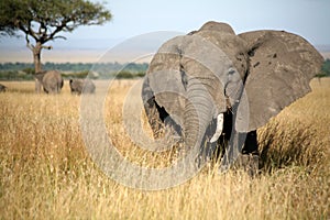 Elephant in the grass