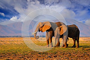 Elephant in the grass, blue sky. Wildlife scene from nature, elephant in habitat, Moremi, Okavango delta, Botswana, Africa. Green