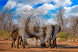 Elephant in the grass, blue sky. Wildlife scene from nature, elephant in habitat, Moremi, Okavango delta, Botswana, Africa. Green
