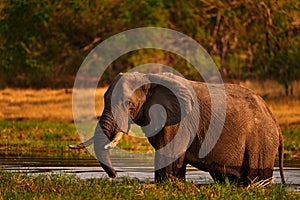 Elephant in the grass, blue sky. Wildlife scene from nature, elephant in habitat, Moremi, Okavango delta, Botswana, Africa. Green