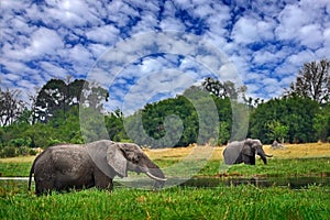 Elephant in the grass, blue sky. Wildlife scene from nature, elephant in habitat, Moremi, Okavango delta, Botswana, Africa. Green