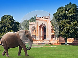 Elephant on a grass before Gate to Itmad-Ud-Daulah's Tomb (Baby Taj) at Agra, Uttar Pradesh, India