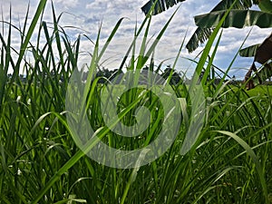 elephant grass that grows on the edge of Indonesian rice fields
