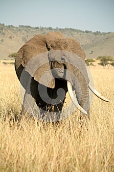 Elephant in the grass with head turned