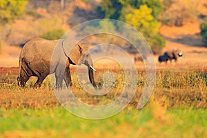 Elephant in the grass. Wildlife scene from nature. Lake with big animals. Water grass in big river, Chobe National park, Botswana,