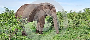 Elephant graze tusks trunk green Krugerpark