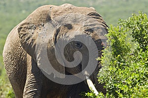 Elephant grazing