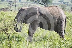 Elephant grazing