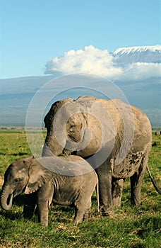 Elephant grazing below Kilimanjaro