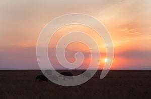 Elephant grazing in the grassland of Masai Mara during sunset