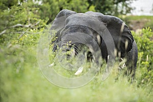Elephant grazing on lush grass after river crossing