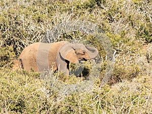 Elephant grazing in thick bush.