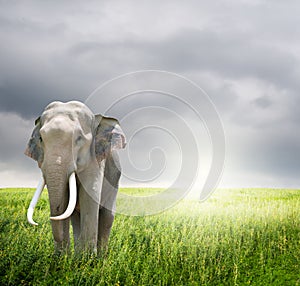 Elephant in green field and rainclouds photo