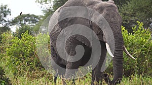 Elephant in Green Landscape of African Savanna. Animal in Natural Habitat