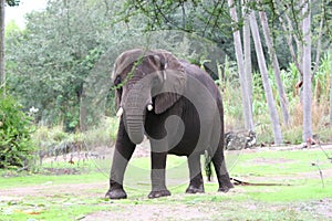 Elephant photo