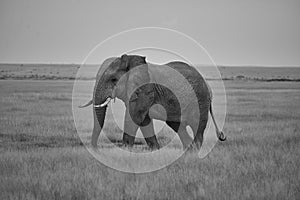 Elephant Group Amboseli - Big Five Safari African bush elephant Loxodonta africana Tusker