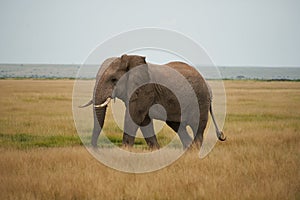 Elephant Group Amboseli - Big Five Safari African bush elephant Loxodonta africana Tusker