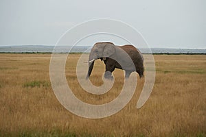 Elephant Group Amboseli - Big Five Safari African bush elephant Loxodonta africana Tusker