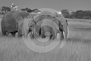 Elephant Group Amboseli - Big Five Safari -Herons African bush elephant Loxodonta africana