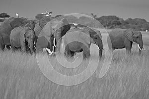 Elephant Group Amboseli - Big Five Safari -Herons African bush elephant Loxodonta africana