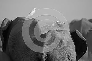 Elephant Group Amboseli - Big Five Safari -Herons African bush elephant Loxodonta africana