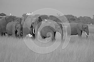 Elephant Group Amboseli - Big Five Safari -Herons African bush elephant Loxodonta africana