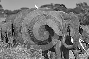 Elephant Group Amboseli - Big Five Safari -Herons African bush elephant Loxodonta africana black and white