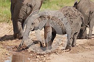 Elephant Group Amboseli - Big Five Safari Herons African bush elephant Loxodonta africana mud bathing