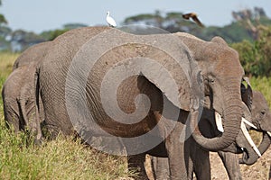 Elephant Group Amboseli - Big Five Safari Herons African bush elephant Loxodonta africana mud bathing