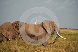 Elephant Group Amboseli - Big Five Safari -Herons African bush elephant Loxodonta africana with white heron