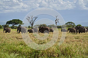 Elephant Group Amboseli - Big Five Safari -Kilimanjaro African bush elephant Loxodonta africana