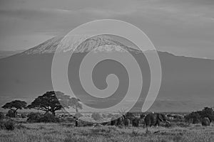 Elephant Group Amboseli - Big Five Safari -Kilimanjaro African bush elephant Loxodonta africana