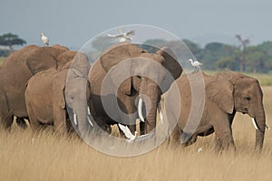 Elephant Group Amboseli - Big Five Safari white Heron African bush elephant Loxodonta africana