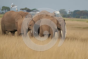 Elephant Group Amboseli - Big Five Safari white Heron African bush elephant Loxodonta africana