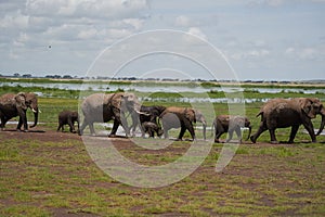 Elephant Group Amboseli - Big Five Safari white Heron African bush elephant Loxodonta africana