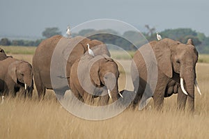 Elephant Group Amboseli - Big Five Safari white Heron African bush elephant Loxodonta africana