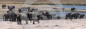 Elephant group on the Chobe River Front in Chobe National Park